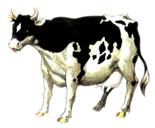Cow